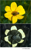 Ultraviolet diptychs of animals and plants