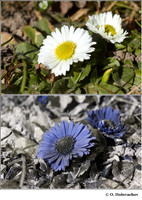 Asteraceae