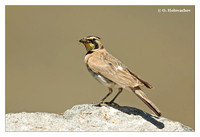 Larks (Alaudidae)