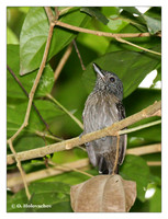 Antbirds (Thamnophilidae)