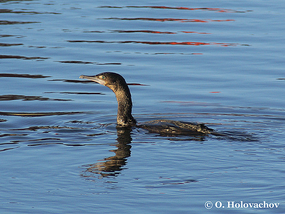 Little Black Shag (Phalacrocorax sulcirostris) at the Lake Rotorua