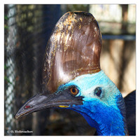 Cassowaries (Casuaridae)