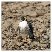 Falcons (Falconidae)