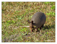Armadillos (Xenarthra)