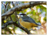 Honeyeaters (Meliphagidae)