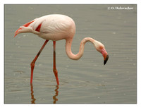 Flamingoes (Phoenicopteridae)
