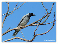 Cuckooshrikes (Campephagidae)