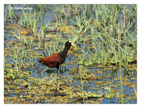 Jacanas (Jacanidae)