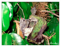 Anna's Hummingbird nest (Calypte anna)