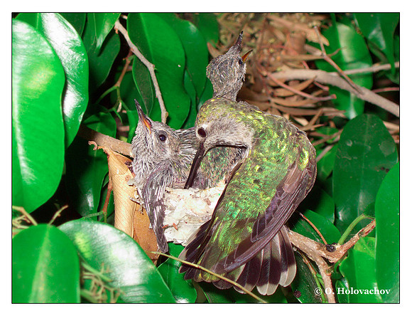 July 1 - progress in the nest of Anna's Hummingbird (Calypte anna)