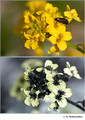 Barbarea vulgaris in visible (top) and reflected UV (bottom)