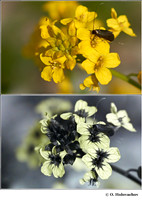 Brassicaseae