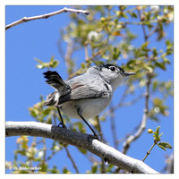 Babblers (Sylviidae)