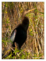 Anhingas (Anhingidae)