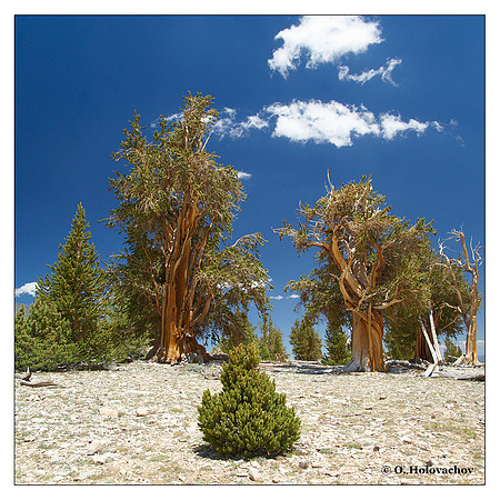 Ancient Bristlecone Pine Forest, California