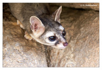 Mammals