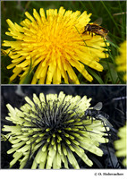 Taraxacum