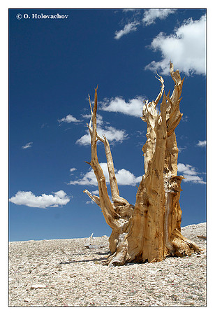 Bristlecone Pine (Pinus longaeva) from Ancient Bristlecone Pine Forest, California, USA