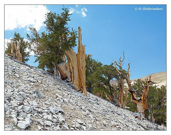 Ancient Bristlecone Pine Forest, California
