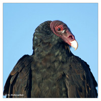New World Vultures (Cathartidae)