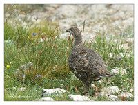 Phaesants (Phasianidae)