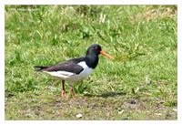 Oystercatchers (Haematopodidae)