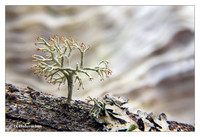 Lichens and fungae