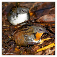 Logrunners (Orthonychidae)