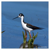 Stilts (Recurvirostridae)