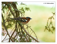 Finches (Fringillidae)