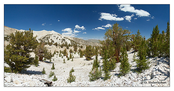 Ancient Bristlecone Pine Forest, California