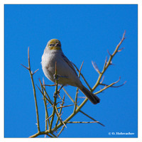 Penduline Tits (Remizidae)