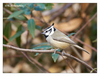 Tits (Paridae)