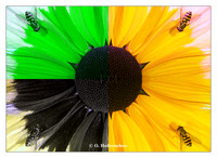 UV-VIS composite pictures