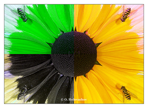 Rudbeckia hirta - UV - GBU - RGBU - RGB