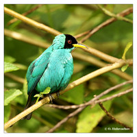 Tanagers (Thraupidae)