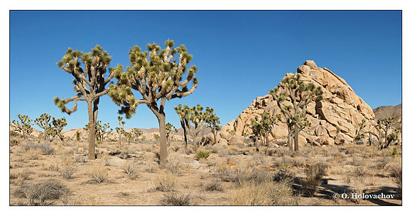 Joshua Tree National Park, California