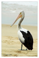 Pelicans (Pelecanidae)
