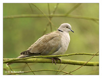 Pigeons (Columbidae)