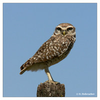 Owls (Strigidae)