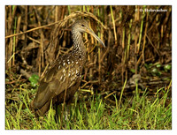 Limpkins (Aramidae)