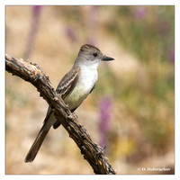 Tyrant Flycatchers (Tyrannidae)