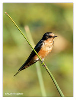 Swallows (Hirudinidae)