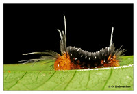 Invertebrates (including insects)