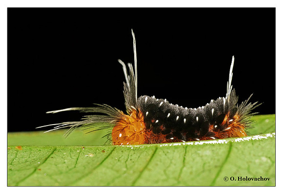 Unidentified caterpillar from La Selva, Costa Rica
