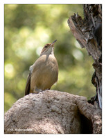 Ovenbirds (Furnariidae)