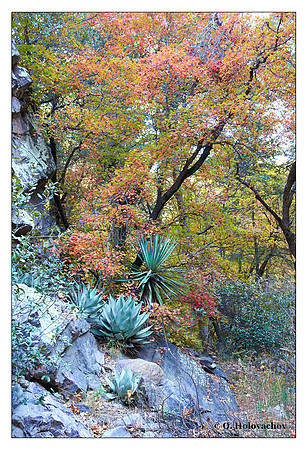 Ramsey Canyon, Arizona