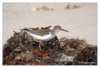 Sandpipers (Scolopacidae)