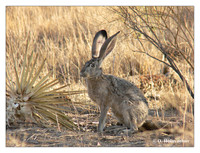 Rabbits (Lagomorpha)