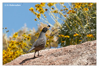 New World Quails (Odontophoridae)